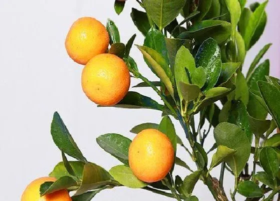 植物修剪|橘子树怎么修剪方法