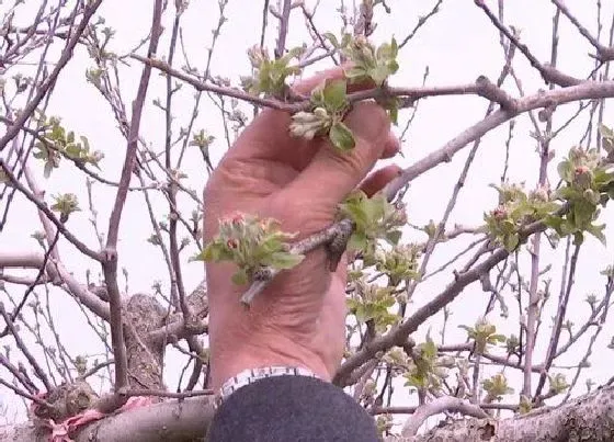 植物修剪|苹果树怎么修剪方法