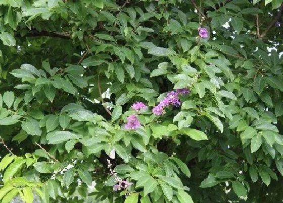 植物种类|什么是乔木什么是灌木 乔木与灌木的区别有哪些