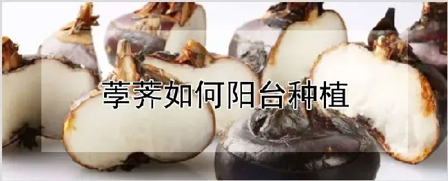 荸荠如何阳台种植 | 农业技术