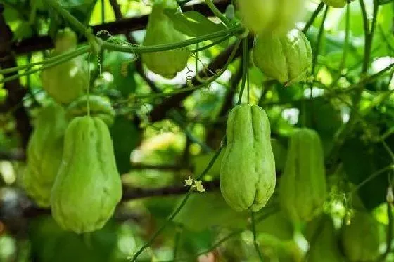 果实科普|佛手瓜几月开花结果 什么时候开花结果