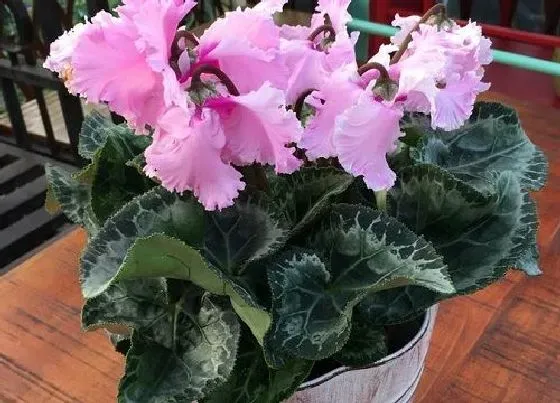 花期|仙客来花期多长时间 花期是什么时候
