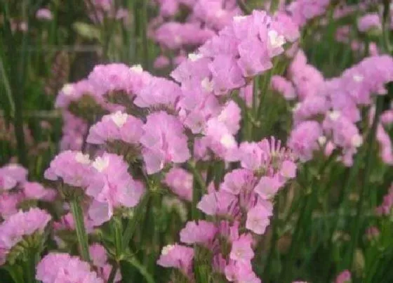 颜色花|勿忘我有什么颜色