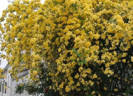 开花时间|黄木香一年开几次花 花期月份与时间