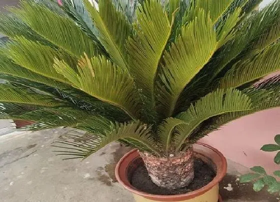 植物百科|铁树属于什么植物类型