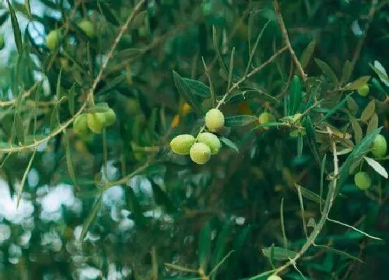 植物产地|橄榄是哪里的特产