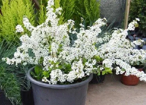 植物浇水|珍珠梅多久浇一次水