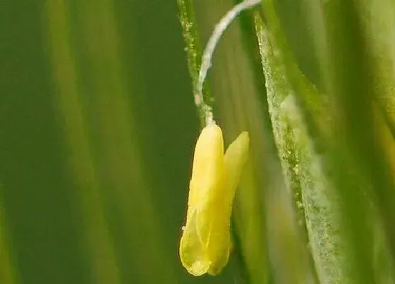 植物百科|小麦花是两性花吗