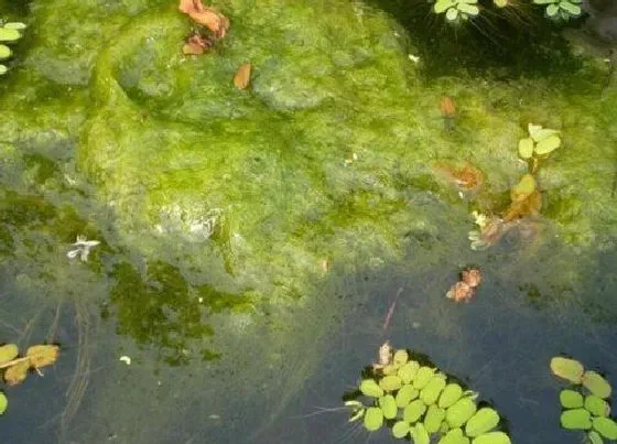 植物百科|水棉是什么植物类别