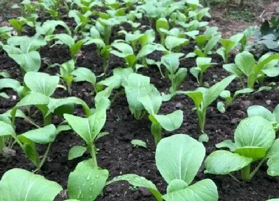 植物播种|上海青菜什么时候播种最好