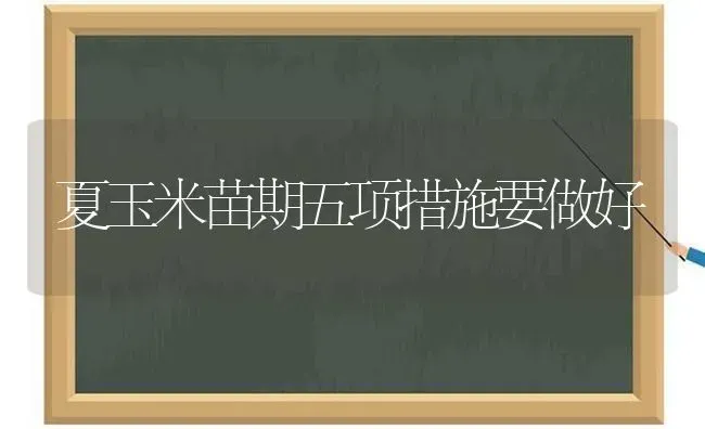 夏玉米苗期五项措施要做好 | 粮油作物种植