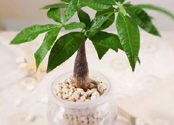 植物百科|发财树能不能晒太阳 可以直接放太阳底下晒吗