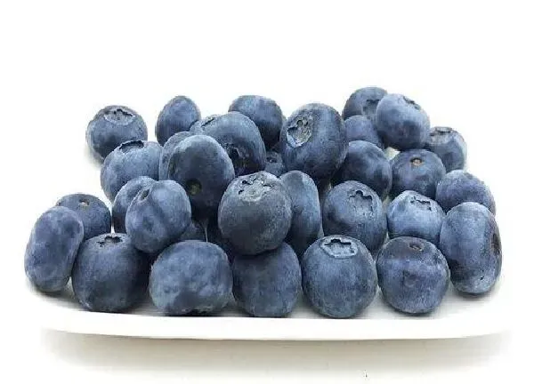 养殖科普|蓝莓好养活吗