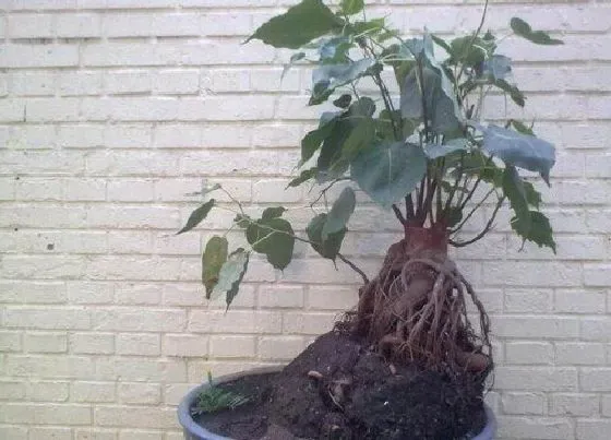 植物种类|菩提树是什么树种 长什么样子