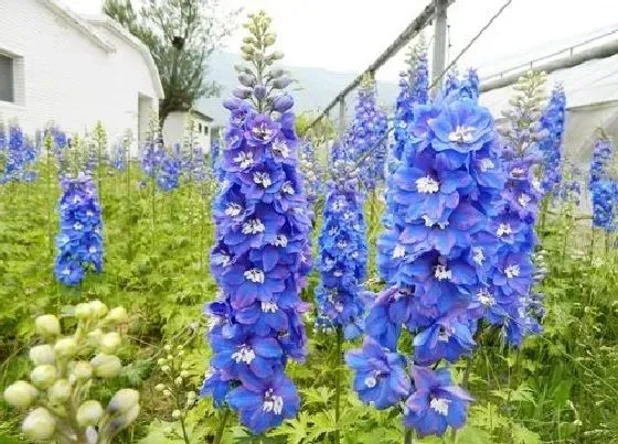 植物寓意|表示自由的花 花语是自由的花