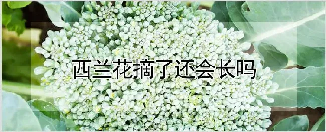 西兰花摘了还会长吗 | 养殖技术