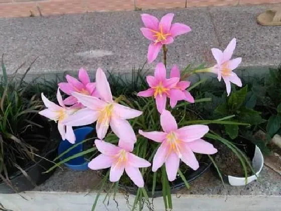 植物百科|风雨兰可以淋雨吗 下雨天可以放外面淋雨吗