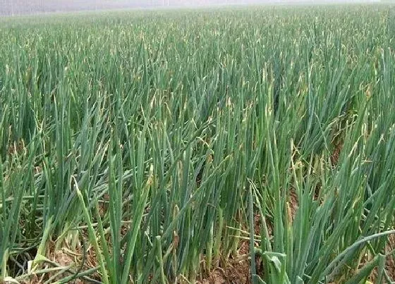 种植方法|葱种植时间和方法 栽培技术和要点