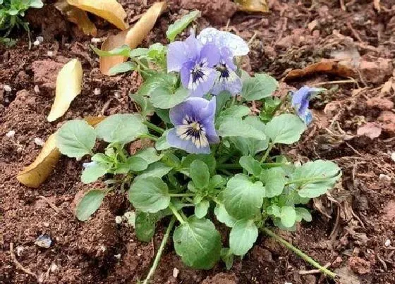 植物播种|三色堇种子怎么种植