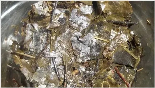 苦丁茶有哪些种类？ | 自然知识