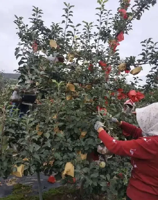 种植管理|苹果取袋子的最佳时间，苹果套袋后多长时间可以摘袋）