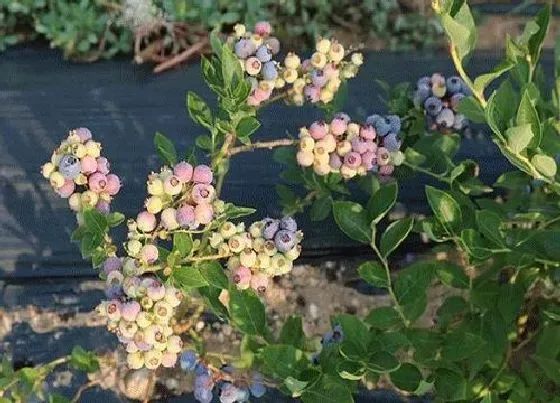 开花时间|蓝莓树几月份开花结果