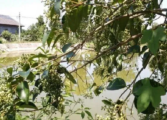 植物百科|女贞子树又叫什么树