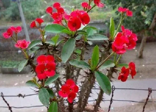 植物浇水|麒麟花多久浇一次水