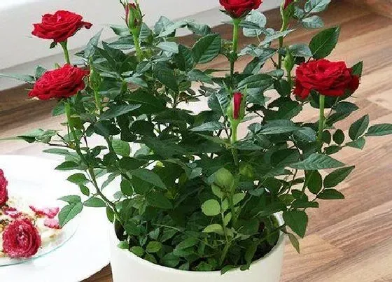枯萎|玫瑰花突然叶子蔫了怎么办（一盆玫瑰花叶子蔫了怎么挽救）