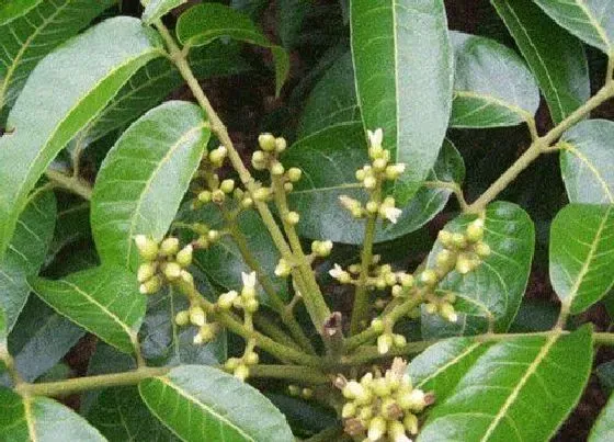 植物产地|橄榄是哪里的特产