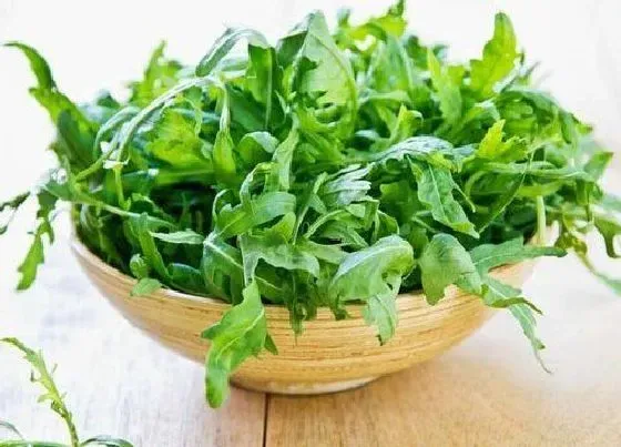 食用科普|芝麻菜可以生吃吗 一般是怎么吃最好