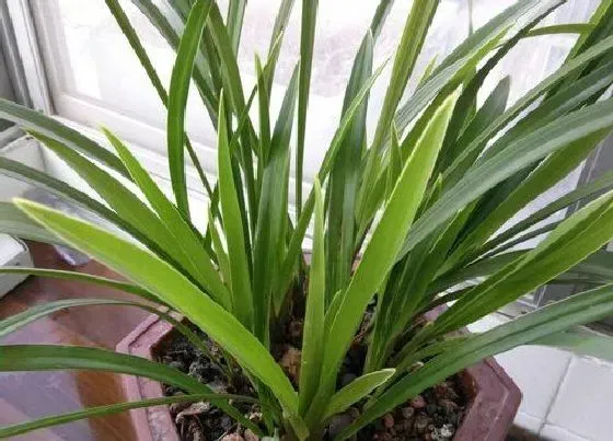 花卉风水|浴室放什么植物风水好