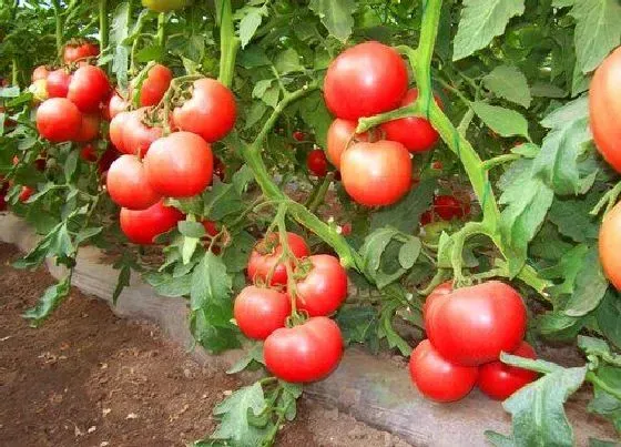 种植百科|西红柿什么季节种植最好 种植时间与季节