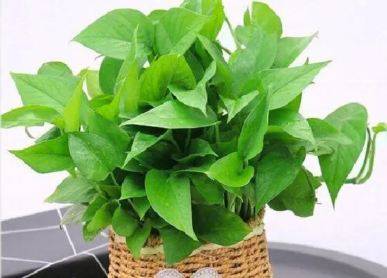 植物种类|绿萝是蕨类植物吗