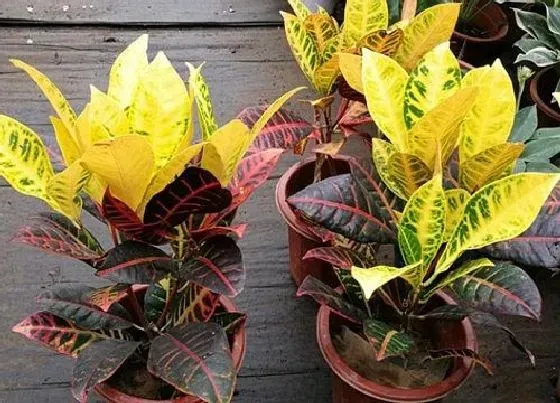 植物寓意|变叶木的风水寓意和摆放位置