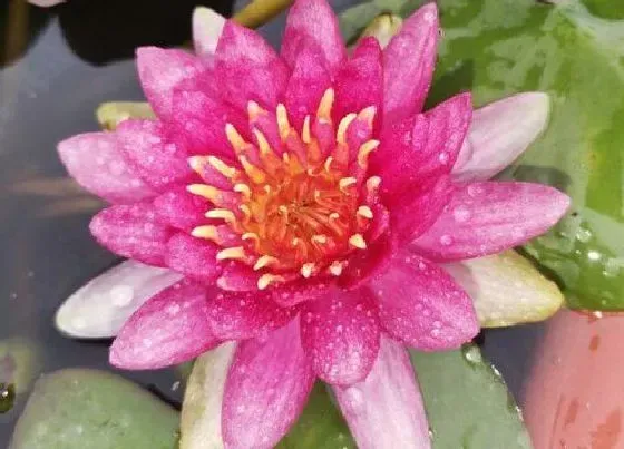 生长环境|莲花生长环境条件及特点