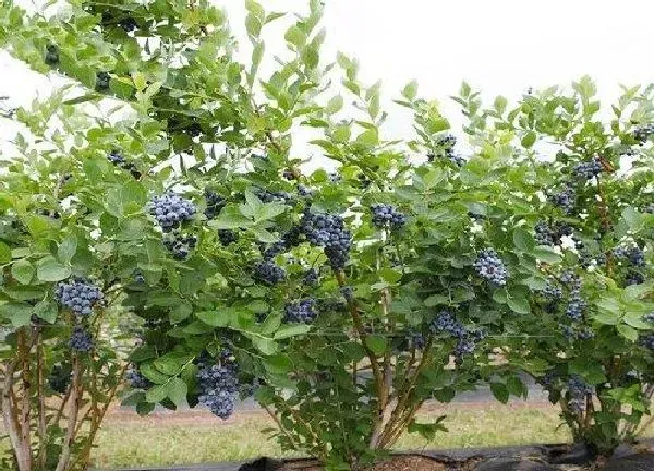 植物浇水|盆栽蓝莓怎么浇水方法