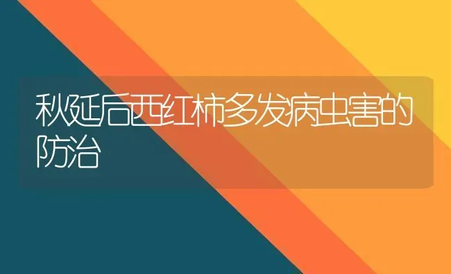 秋延后西红柿多发病虫害的防治 | 种植病虫害防治