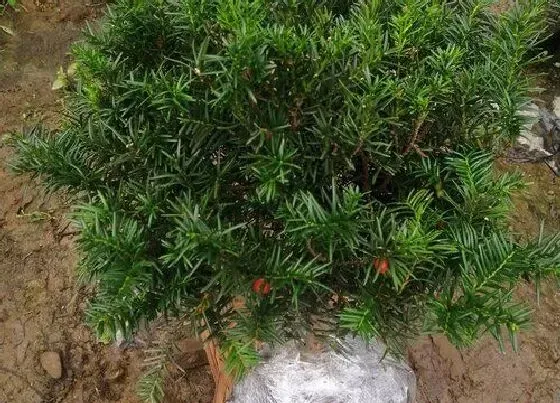 种植管理|红豆杉树几年结果实