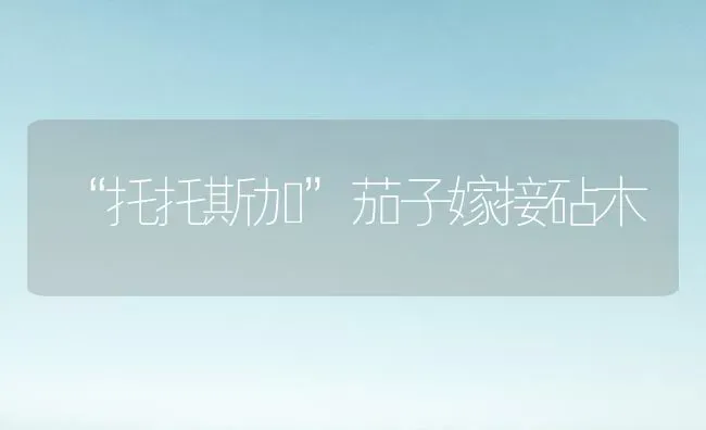 “托托斯加”茄子嫁接砧木 | 蔬菜种植