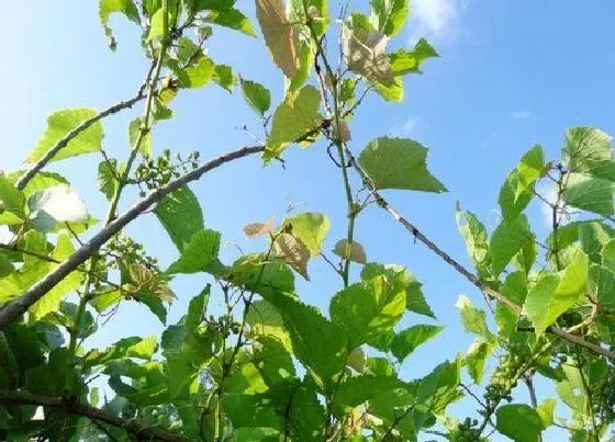 植物繁殖|稔子树是自花授粉吗