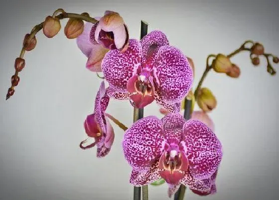 花期|春兰花期多长时间