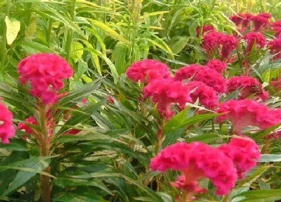 花期|鸡冠花花期是什么时候