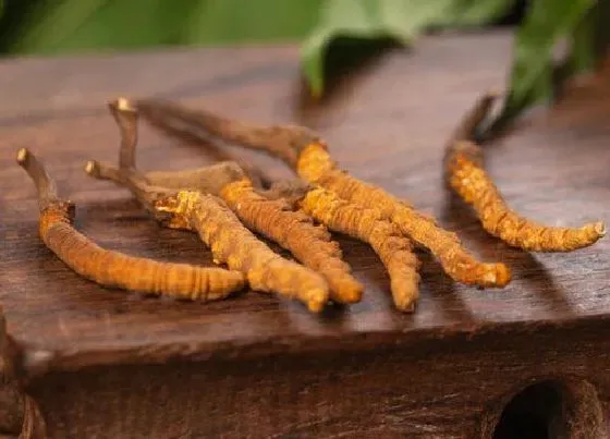 植物百科|冬虫夏草长在什么地方