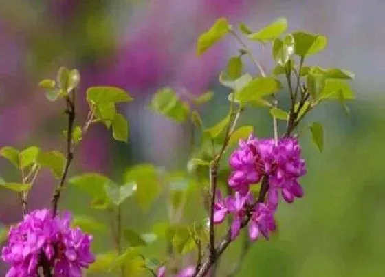 种植位置|紫荆花可以种在院子里吗