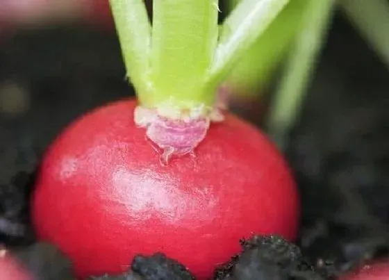 种植方法|大萝卜种植时间和方法 种植技术与栽培时间