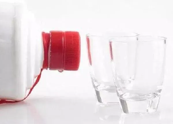 植物浇水|白酒可以浇花吗