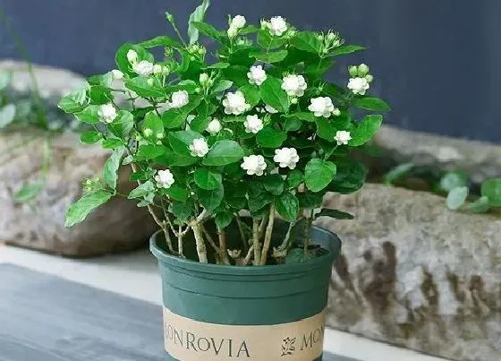 植物寓意|茉莉花象征着什么意义