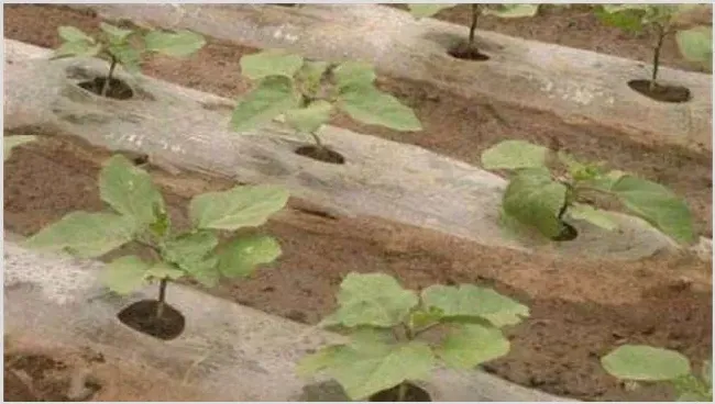 茄子定植后管理技术 | 种植技术