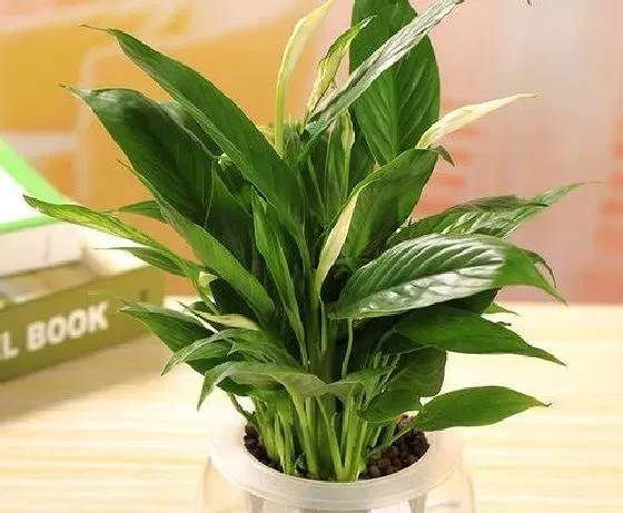 冬天植物|一帆风顺怕冷吗 冬天怕不怕冻
